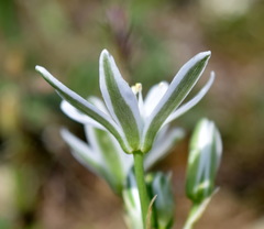 Ornithogalum navaschinii