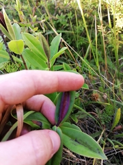 Veronica stricta macroura
