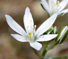 Ornithogalum navaschinii
