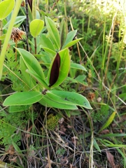 Veronica stricta macroura