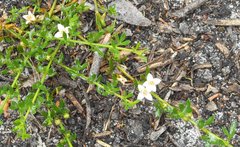 Cyanothamnus nanus nanus