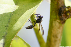 Polybia plebeja