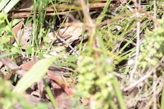 Acritoscincus platynotus