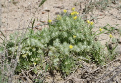 Ceratocephala falcata