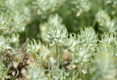 Ceratocephala falcata