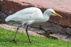 Bubulcus ibis