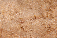 Synodus dermatogenys