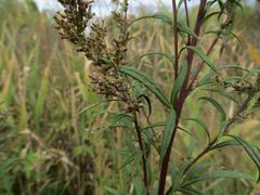 Artemisia rubripes