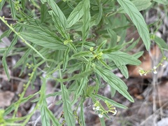 Heliotropium lineare