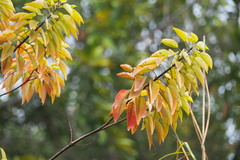 Triadica cochinchinensis