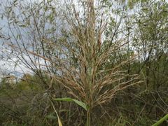 Phragmites japonicus