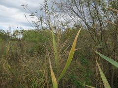 Phragmites japonicus