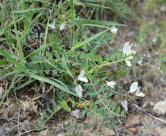 Astragalus guttatus