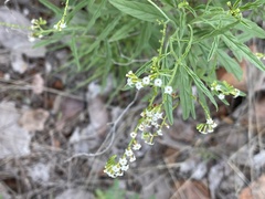 Heliotropium lineare