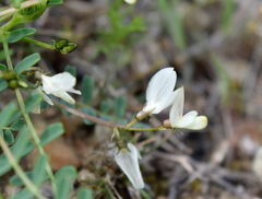 Astragalus guttatus