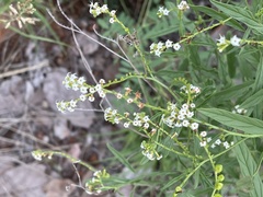 Heliotropium lineare