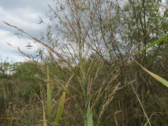 Phragmites japonicus