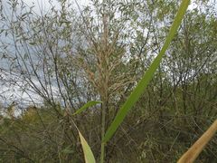 Phragmites japonicus