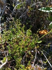 Gonocarpus aggregatus