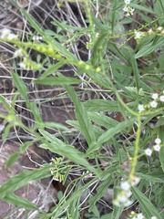 Heliotropium lineare