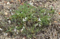 Astragalus guttatus