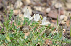 Astragalus guttatus