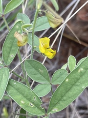 Crotalaria steudneri