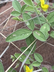 Crotalaria steudneri