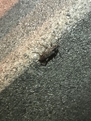 Xylotrechus nauticus