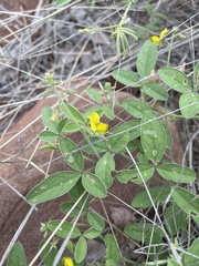 Crotalaria steudneri