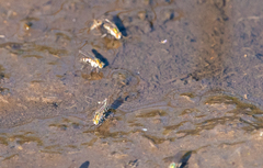 Plagioneurus univittatus