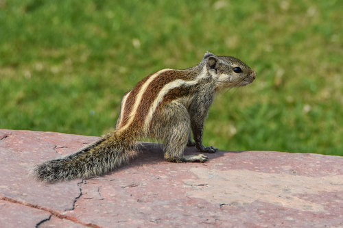 Northern Palm Squirrel