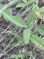 Crotalaria steudneri