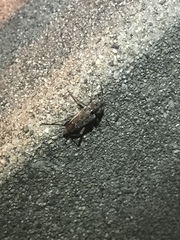 Xylotrechus nauticus