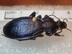 Carabus kollari