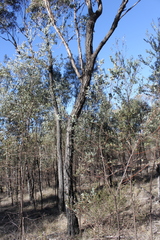Eucalyptus decorticans