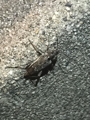 Xylotrechus nauticus