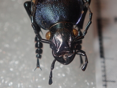 Carabus kollari