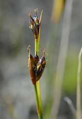 Juncus alpinoarticulatus rariflorus