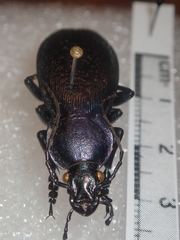 Carabus kollari