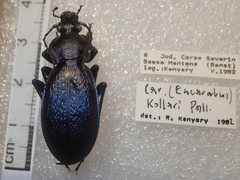 Carabus kollari