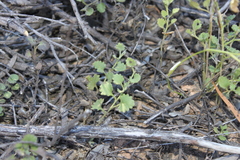 Goodenia rotundifolia