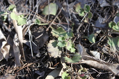 Goodenia rotundifolia