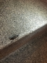 Xylotrechus nauticus