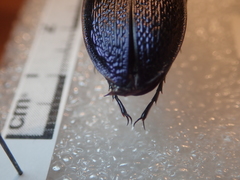 Carabus kollari