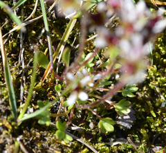 Micranthes stellaris