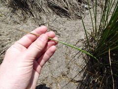 Juncus filicaulis