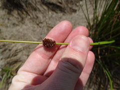 Juncus filicaulis