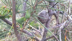 Hakea gibbosa