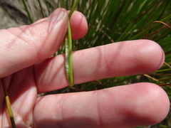 Juncus filicaulis